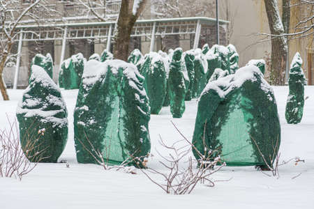 Plants, bushes and trees in a park or garden covered with green blanket antifreeze, swath of burlap, frost protection bags or roll to protect them from frost, freeze and cold temperatureの写真素材