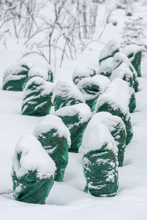 Plants, bushes and trees in a park or garden covered with green blanket antifreeze, swath of burlap,...