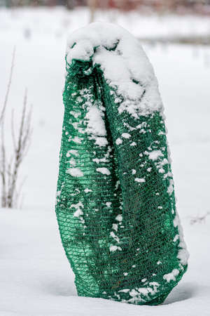Plants, bushes and trees in a park or garden covered with green blanket antifreeze, swath of burlap, frost protection bags or roll to protect them from frost, freeze and cold temperature, verticalの写真素材