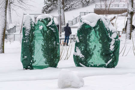 Plants, bushes and trees in a park or garden covered with green blanket antifreeze, swath of burlap,...