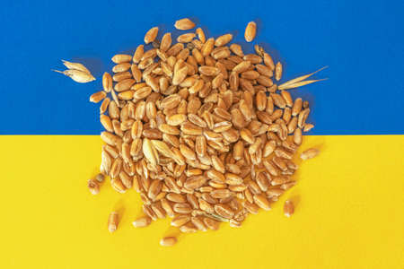 Handful of wheat grains on the yellow and blue flag of Ukraine, Ukrainian grain crisis, global hunger crisis concept due to warの写真素材