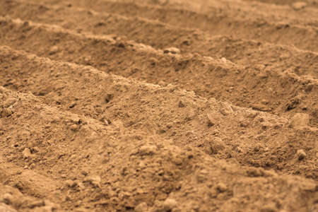 Lines in the plowed land of an agricultural field ready for planting or sowing in spring