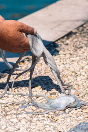 Fisherman slamming and softening with hand a big raw fresh octopus on the pier of the port of Bari, Puglia, Italy, verticalの写真素材