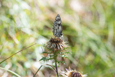 Aporia crataegi, black-veined white butterfly feeding on a carlina acaulis or carline thistle flower. Close up, soft focus backgroundの写真素材