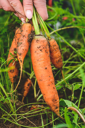 Fresh ripe orange carrots just picked from the soil in the hands of a girl among green grass. Concept of biological agriculture, bio product, bio ecology, integrated farm. Close upの写真素材