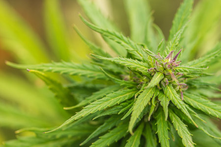 Marijuana, cannabis or hemp plant with bud and green leaves growing in a garden, close up. Concept...
