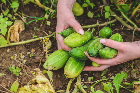 Fresh ripe cucumbers just picked on the soil among green grass. Concept of biological agriculture,...