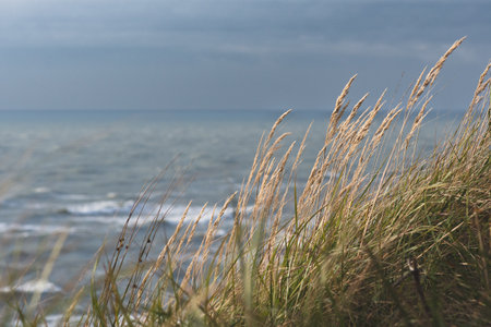 Beautiful rough gray sea with waves, dramatic cloudy gray sky with reeds and dry grass among the dunes, travel and holidays concept, sea landscape on the Baltic Sea in Lithuaniaの写真素材