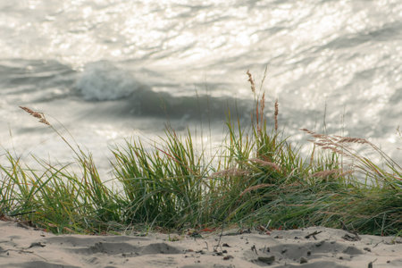 Beautiful rough gray sea with waves, dramatic cloudy gray sky with reeds and dry grass among the dunes, travel and holidays concept, sea landscape on the Baltic Sea in Lithuaniaの写真素材