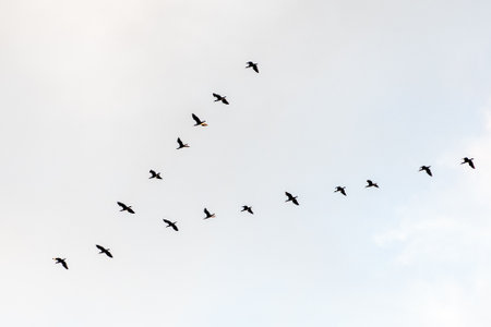 Black cormorants flying in a V formation against the sky on the Baltic Sea in Lithuania. Birds migration conceptの写真素材