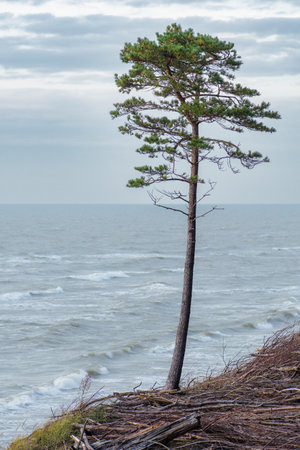 Lonely pine tree with beautiful rough gray sea with waves and reeds and dry grass among the dunes on the cliff, sea landscape, verticalの写真素材