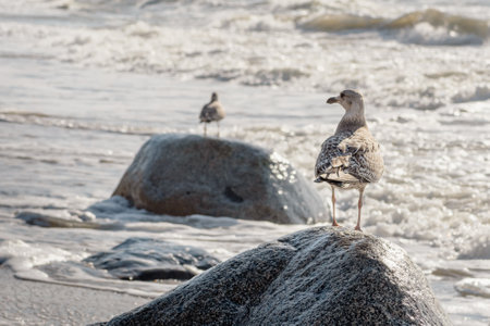 Beautiful sea gull standing on a big granite stone on the shore with waves on the Baltic Seaの写真素材