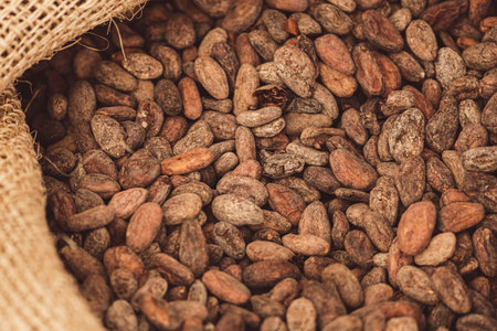Roasted beans or seeds of Theobroma cacao or cocoa in a jute sack, close up