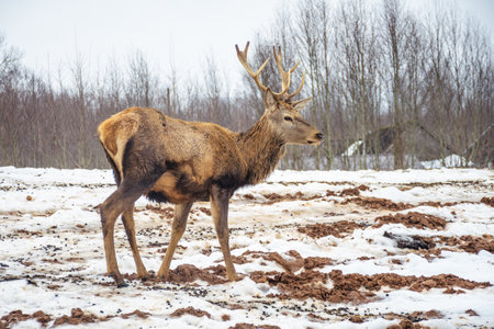 Beautiful male adult red deer, stag or hart, with big horn walking free in a field with snow, dry grass and moss in a cold winter dayの写真素材