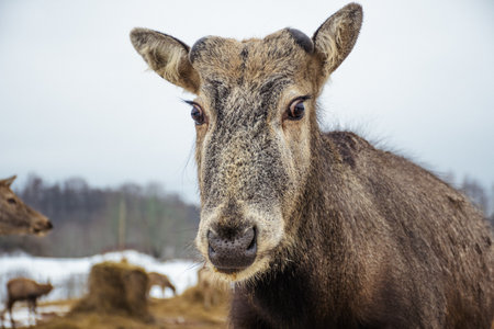 Beautiful portrait of a young Pere David's deer walking free in a field with snow, dry grass and moss in a cold winter day, close upの写真素材