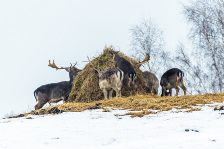 Group of beautiful young and adult red deer grazing near a bale of hay in a field with snow, dry grass and moss in a cold winter dayの写真素材