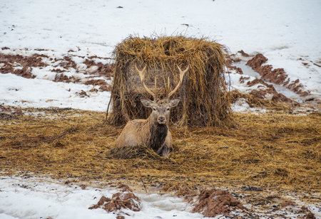 Beautiful adult male red deer, stag or hart, with big horn resting near a bale of hay in a field with snow, dry grass and moss in a cold winter dayの写真素材