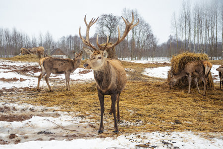 Beautiful group of deer with a male adult red deer, stag or hart, with big horn near a bale of hay in a field with snow, dry grass and moss in a cold winter dayの写真素材