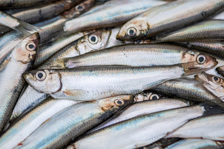 Fresh European sprats fish, known as bristling, brisling, garvie, garvock, Russian sardine, russlet, skipper or whitebait, is a species of small marine fish in the herring familyの写真素材