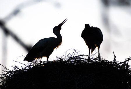 Beautiful silhouette of a couple of white and black storks nesting in a large nest on the roof of a...