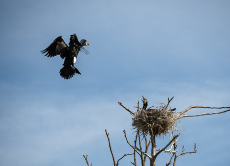 Couple of beautiful black cormorants nesting in a big nest on the tree on the coast of the Baltic Sea in spring, male cormorant bringing fish, verticalの写真素材