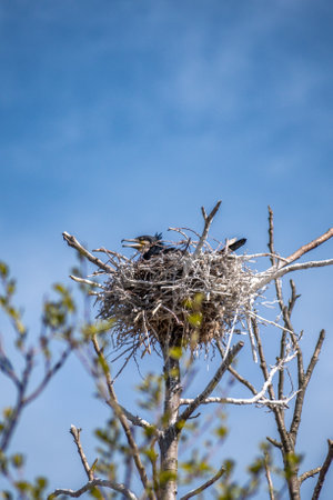 Beautiful female black cormorant nesting in a big nest on a tree on the coast of the Baltic Sea in spring, verticalの写真素材
