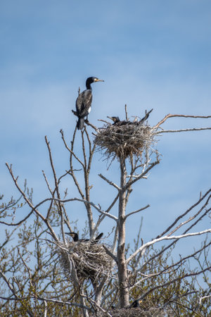 Beautiful huge colony of black cormorants nesting in big nests on tree branches on the coast of the Baltic Sea in spring, verticalの写真素材