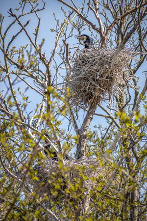 Beautiful female black cormorant nesting in a big nest on a tree on the coast of the Baltic Sea in...