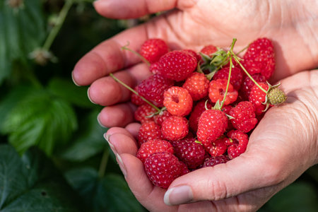 Beautiful red-fruited ripe raspberries ready to eat in the hand of a girl, close up