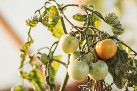 Fresh organic not yet ripe green tomatoes in a greenhouse in autumn, close upの写真素材