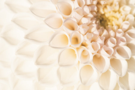 Beautiful white Dahlia flower, macro and copy space background for celebrations, weddings, body care, spa and wellnessの写真素材