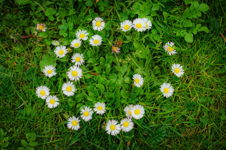 Small daisies grown in the shape of a circle or a heart on a green meadow, close upの写真素材