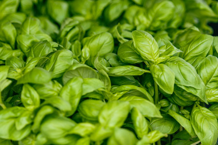 A close-up shot of fresh, vibrant green basil leaves. The leaves are densely packed together, showing their smooth texture and rich colorの写真素材