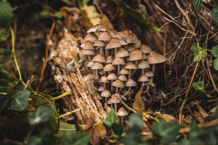 Beautiful cluster of Mycena species, commonly called bonnet mushrooms growing on decaying wood in a forest. The fungi are surrounded by leaves, moss, and natural forest floor elementの写真素材