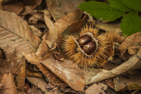 Close-up of freshly fallen chestnuts inside its spiky burr lying among dry autumn leaves on the forest floorの写真素材