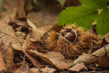 Close-up of freshly fallen chestnuts inside its spiky burr lying among dry autumn leaves on the forest floorの写真素材