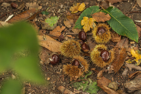 Close-up of freshly fallen chestnuts inside its spiky burr lying among dry autumn leaves on the...