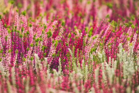 Field of colorful heather (Calluna vulgaris) plants in full bloom. The flowers create a striking...