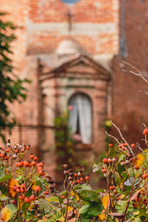 Small votive chapel in Cocconato, Piedmont, Italy, surrounded by nature and a vibrant plant with red berriesの写真素材