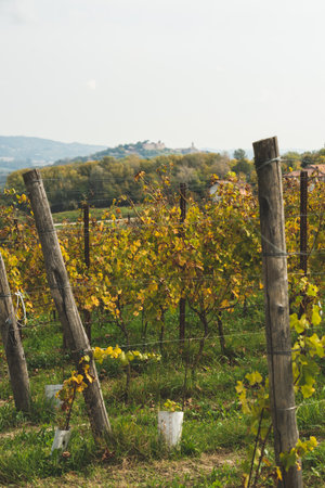 Scenic vineyard landscape in Cocconato, Piedmont, Italy, with rows of grapevines stretching across rolling hills under a soft sky in autumnの写真素材