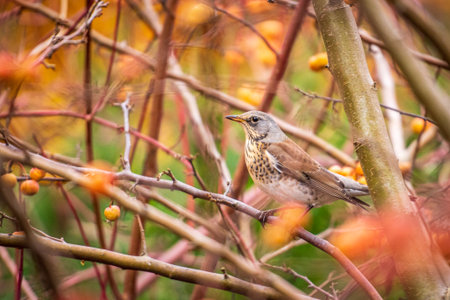 A fieldfare perched among colorful autumn branches, showing its brown and gray plumage in a natural woodland settingの写真素材