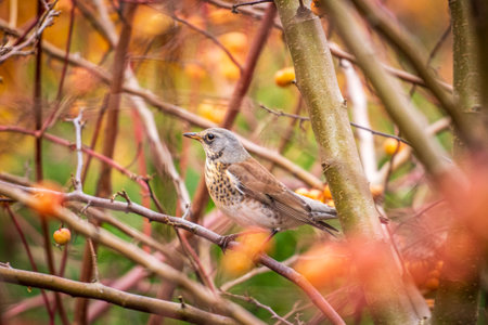 A fieldfare perched among colorful autumn branches, showing its brown and gray plumage in a natural woodland settingの写真素材