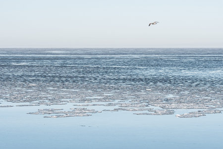 Calm winter sea dotted with floating ice floes under a pale sky with seagull flying
