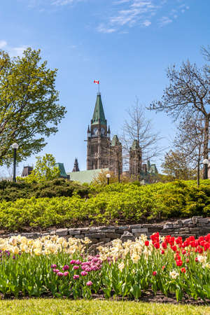 Ottawa's tulip festival near the Canadian parliament. Colorful tulips field.の写真素材