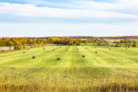 Rolling field of fresh round hay bales on an autumn landscape background.の写真素材