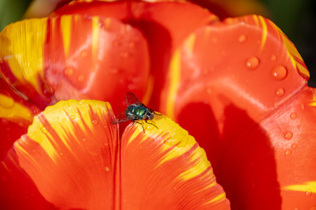 Close-up view of a domestic fly and water drops on yellow and orange tulips.の写真素材