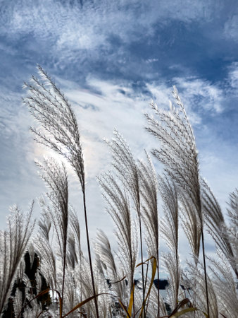Japanese pampas grass that shines in the sunlight. Silver Feather Plant, flowering Asia grass plant Miscanthus sinensis back lit with the sun.の写真素材