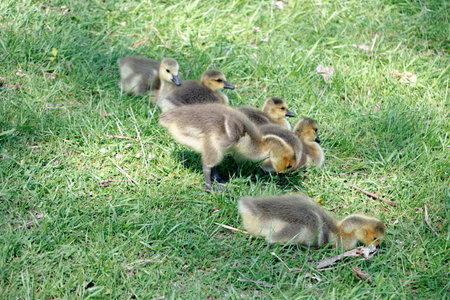 New born baby Canada geese eating on the grass.
