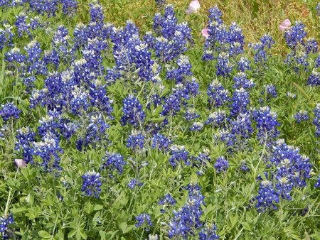 Field of Blue Bonnetsの写真素材