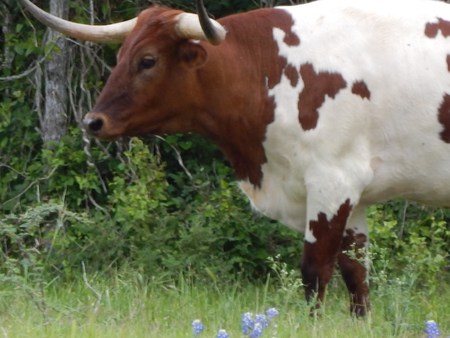 Long Horn Cowの写真素材